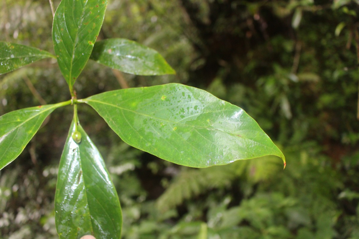 Timonius flavescens (Jacq.) Baker